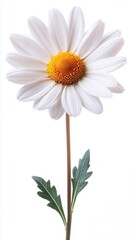 Fototapeta premium A single daisy features bright white petals and a yellow center, standing alone against a white backdrop, representing simplicity and purity.