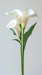 Obraz premium Elegant white calla lily with a green stem, photographed against a white backdrop, exuding timeless beauty