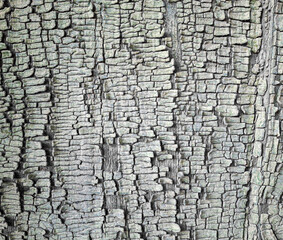 Fototapeta premium The texture of old cracked paint in close-up