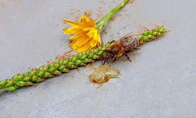 Honeybee standing on the green leaf, eating honey near yellow and green flower