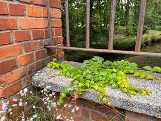 brick wall with flowers, old brick wall