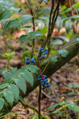 dwarf Oregon-grape, Cascade barberry, Cascade Oregon-grape, or dull Oregon-grape (Berberis nervosa)
