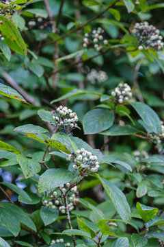 the red osier or red-osier dogwood (Cornus sericea)