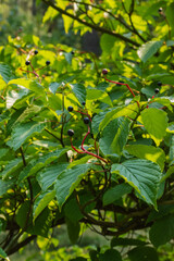 Dogwood (Cornus alternifolia)