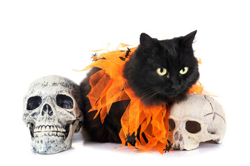crossbred of maine coon and halloween