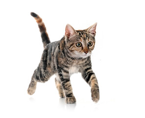 little cat in studio