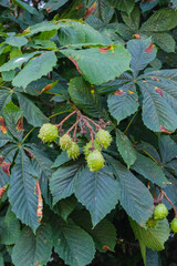 horse chestnut tree (Aesculus hippocastanum)

