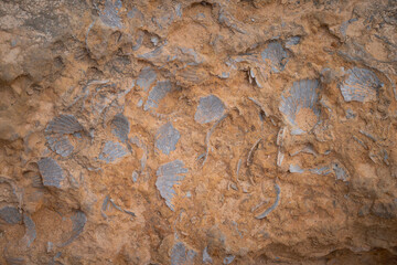 Versteinerte Muscheln 