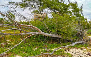 Old dead tree trunk branch on beach tropical jungle Mexico.