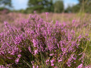 Stunning view of blooming heath with pink purple heather flowers in famous nature reserve park...
