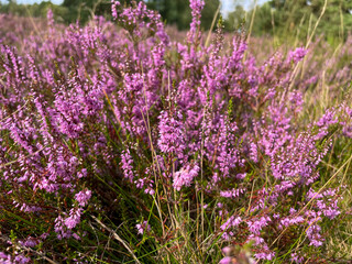 Stunning view of blooming heath with pink purple heather flowers in famous nature reserve park...