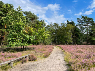Stunning view of a pathway and blooming heath meadow with pink purple heather flowers in famous...