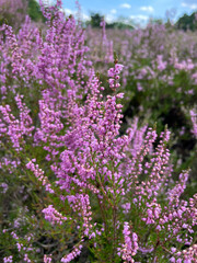 Obraz premium Stunning view of blooming heath with pink purple heather flowers in famous nature reserve park Fischbeker Heide in North Germany 