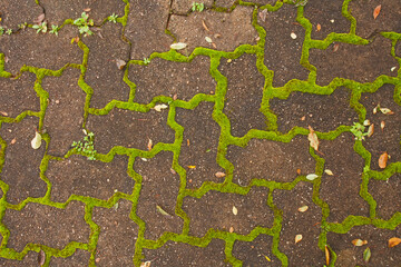 Mossy paving 14338