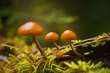 Wild mushrooms and moss 14154