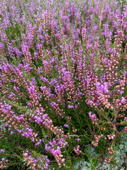 Stunning view of blooming heath with pink purple heather flowers in famous nature reserve park...