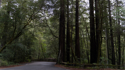 Red Wood Forrest