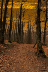 Obraz premium autumn passage with leaves on the ground and small stream