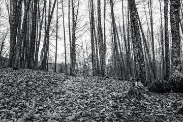 autumn passage with leaves on the ground and small stream