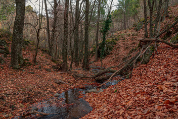 autumn passage with leaves on the ground and small stream