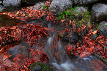 autumn passage with leaves on the ground and small stream