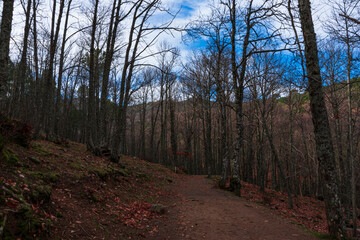 autumn passage with leaves on the ground and small stream