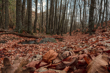 autumn passage with leaves on the ground and small stream
