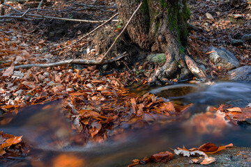 autumn passage with leaves on the ground and small stream