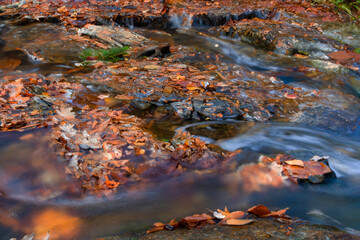 autumn passage with leaves on the ground and small stream