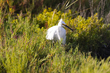 Egret Foraging in Dense Green Vegetation in a Wetland Habitat