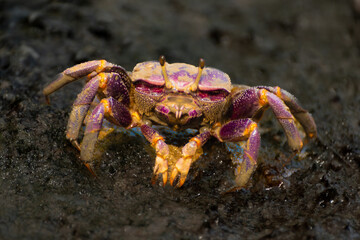This crab is watching what you are doing