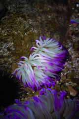 purple anemone flower