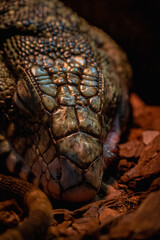 Nahaufnahme einer Bartagame