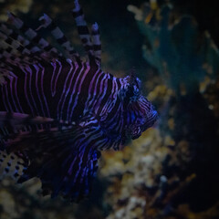 Rotfeuerfisch Nahaufnahme im Aquarium