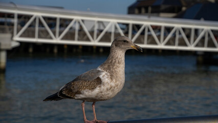 Birds by the pier