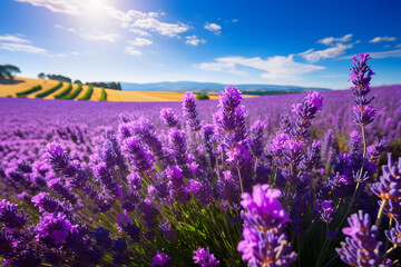 Obraz premium Lavender field with vibrant purple flowers green