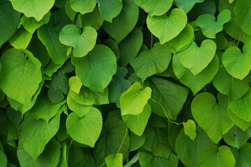 Background of large green leaves