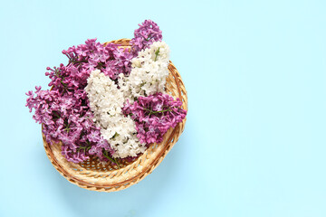 Wicker basket with beautiful lilac flowers on blue background