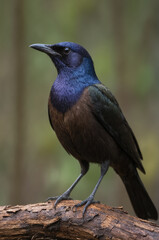 Fototapeta premium Iridescent Common Grackle Perched on a Branch