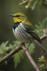 Black Throated Green Warbler Perched on a Branch