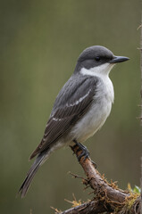 Obraz premium An Eastern Kingbird Perched on a Branch