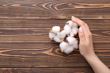 Female hand with cotton flowers on brown wooden background