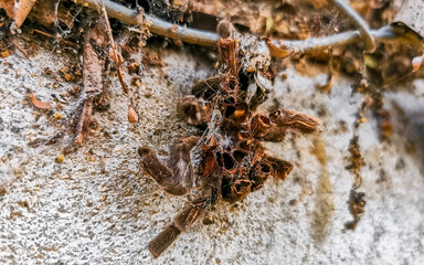 Large tarantula spider dead on wall floor Puerto Escondido Mexico.
