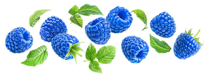 Flying juicy ripe blue raspberries with leaves isolated on a transparent background.