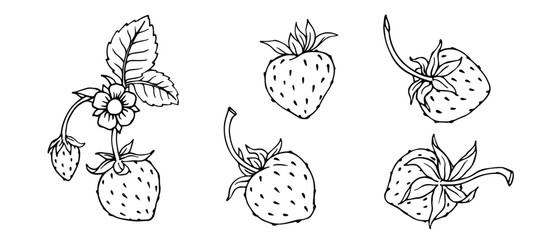 Set of linear sketches, coloring of strawberries. Vector graphics.
