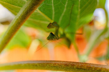 Praying mantis under a leaf macro 
