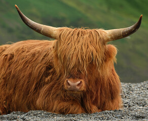 Brown Highland Horned Cattle
