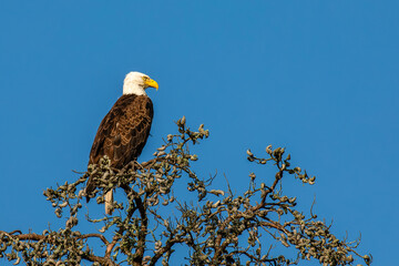 Bald Eagle (Haliaeetus leucocephalus) adult, perched in a Wisconsin dead tree