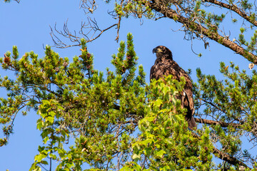 Bald Eagle (Haliaeetus leucocephalus) juvenile, perched in a Wisconsin pine tree