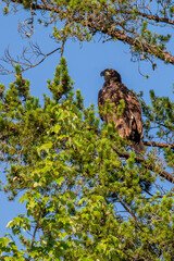 Bald Eagle (Haliaeetus leucocephalus) juvenile, perched in a Wisconsin pine tree